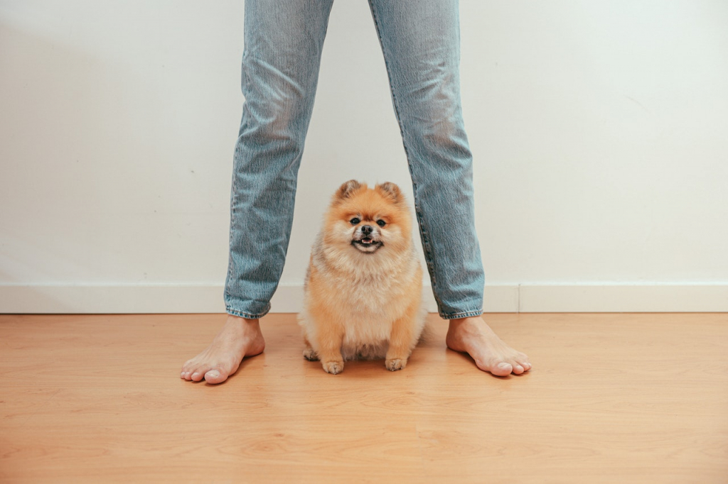 A small, fluffy dog standing next to a man.