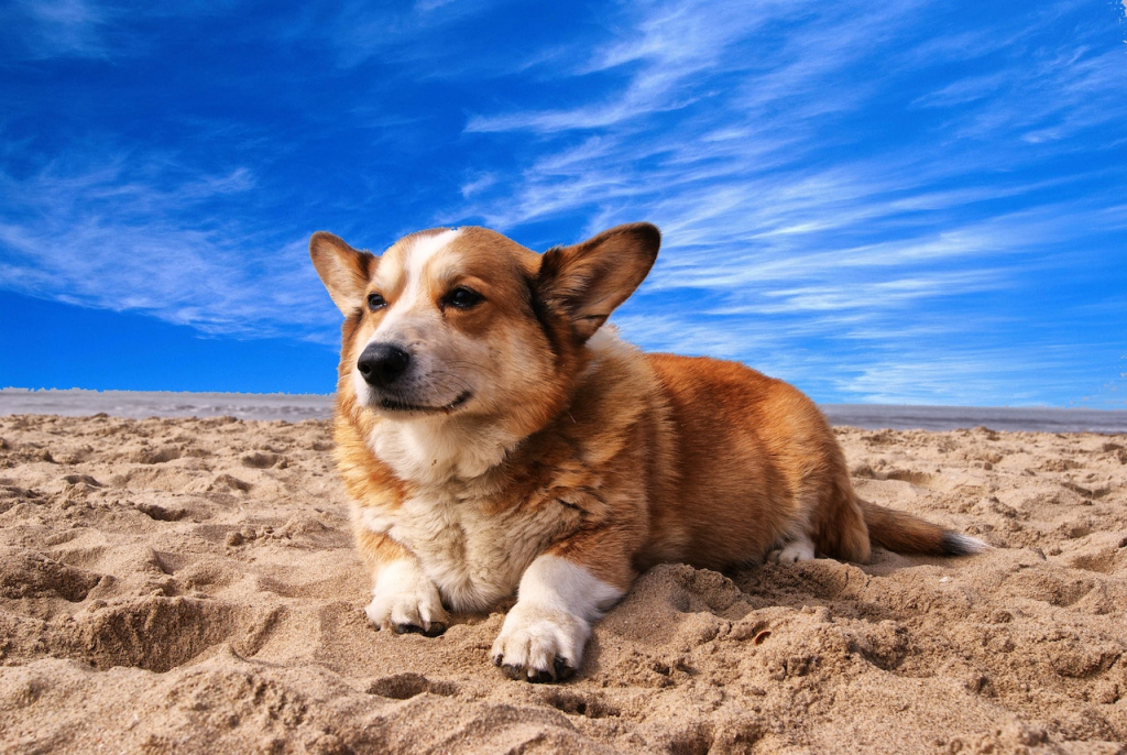 Corgi Dog Laying in Sand